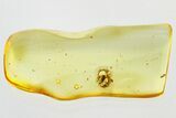Fossil Ant-Like Stone Beetle (Scydmaeninae) in Baltic Amber #321734-1